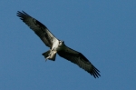 Osprey in flight carrying his lunch.