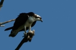 Osprey eating lunch